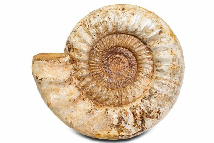 Huge Jurassic Ammonite (Kranosphinctes) Fossil - Madagascar #339449